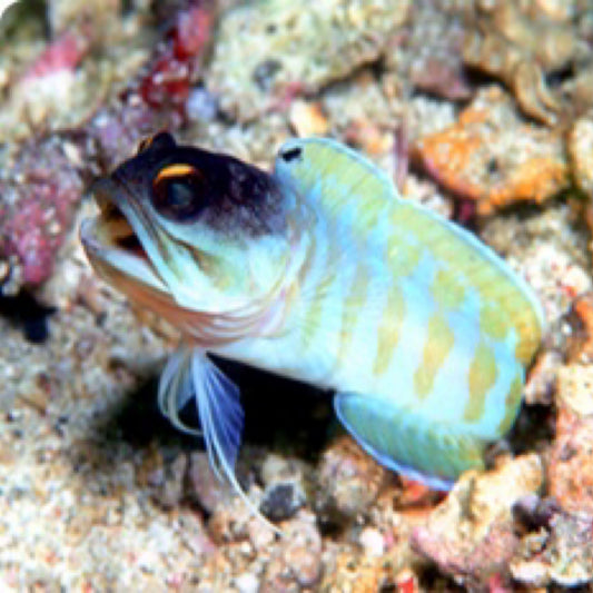 Tigre Jawfish