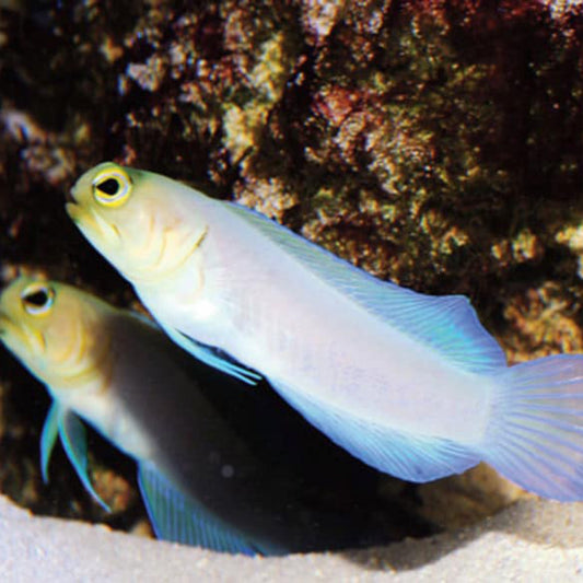 Pearly Yellowhead Jawfish