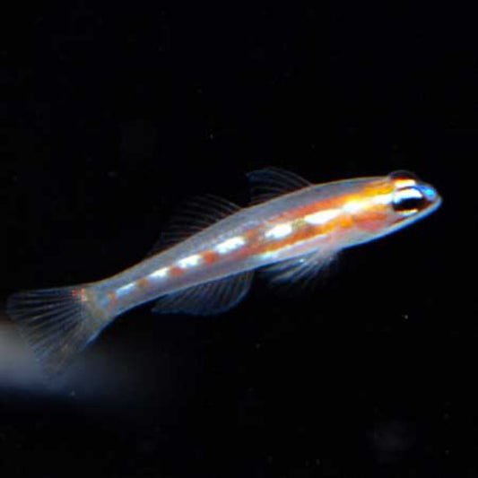 Nakamaskara si Goby