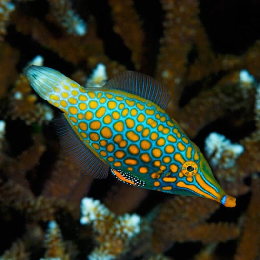 Orange na batik-batik na Filefish