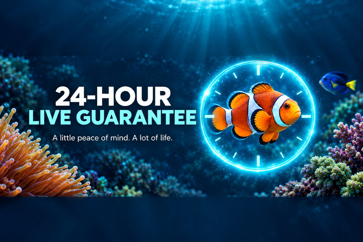 24-hour Live Guarantee banner