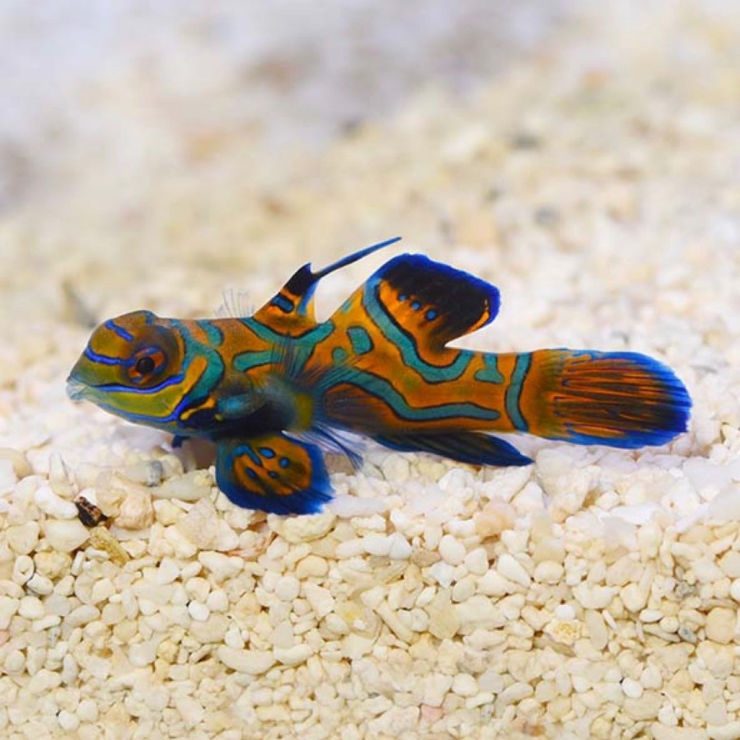 Biota Palau Captive-Bred Mandarin (Synchiropus splendidus)