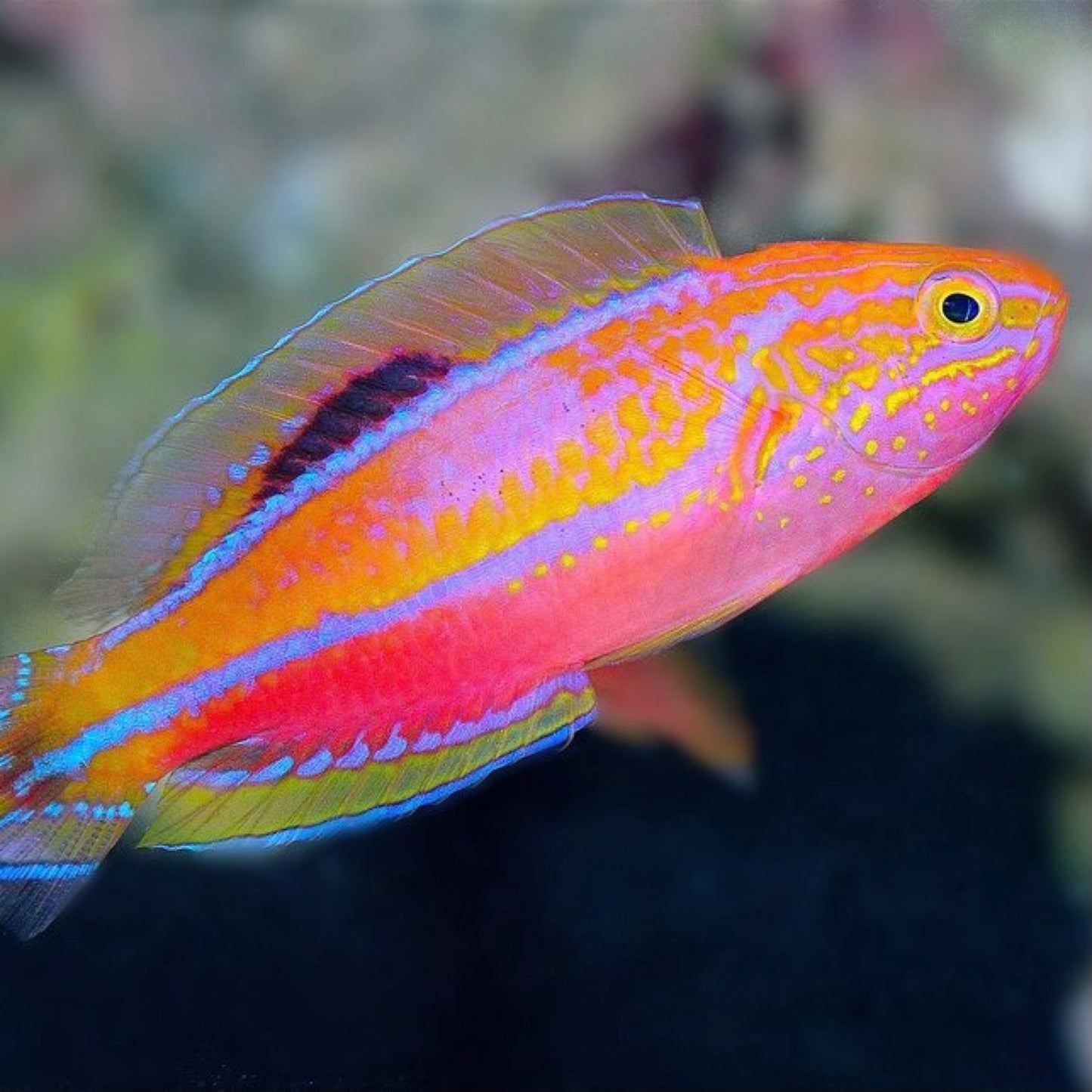 Male Splendid Pintail Fairy Wrasse