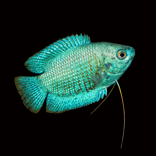 Cobalt Dwarf Gourami Concrete Blonde Aquatics
