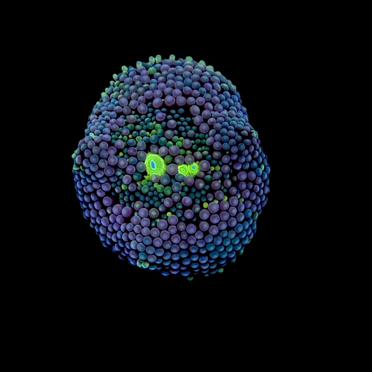 Florida ricordea blue