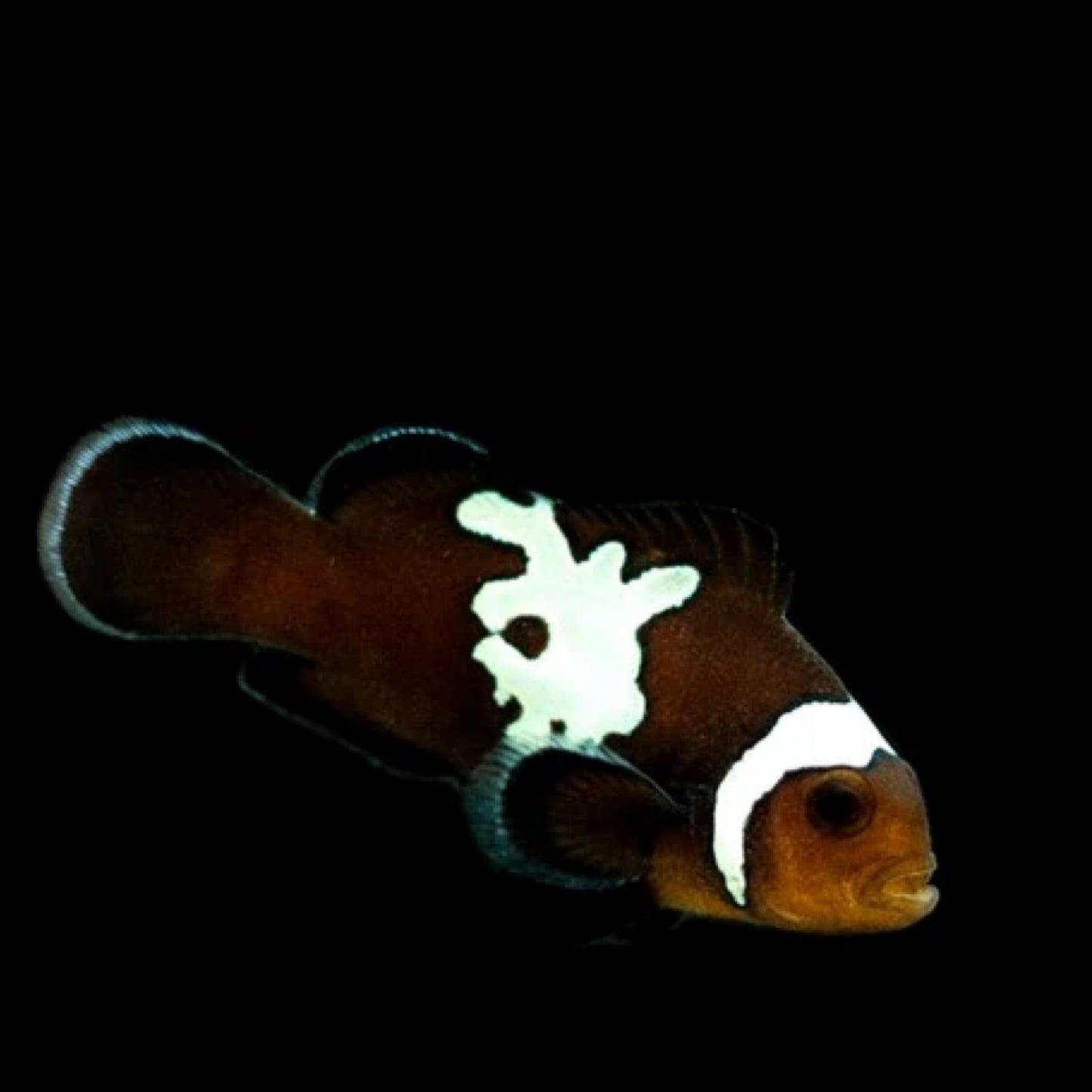 Captive Bred Midnight Lighting Clownfish