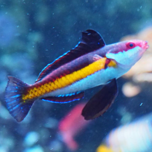 Shark Fin Naokos Fairy Wrasse