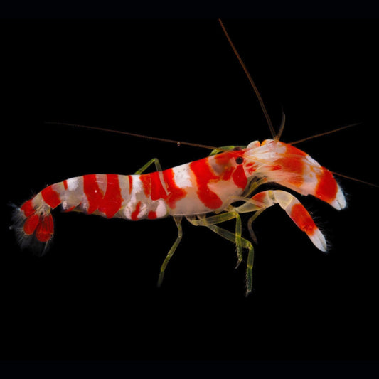 Pistol Shrimp Candy Stripe