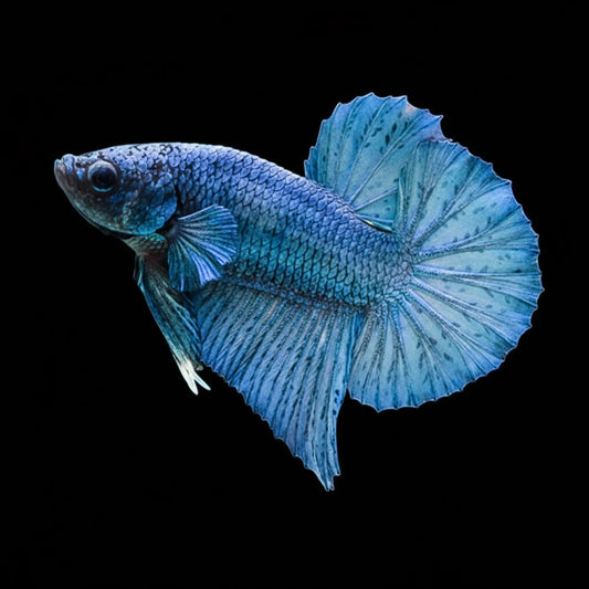 Betta Plakat Halfmoon Steel Blue Male