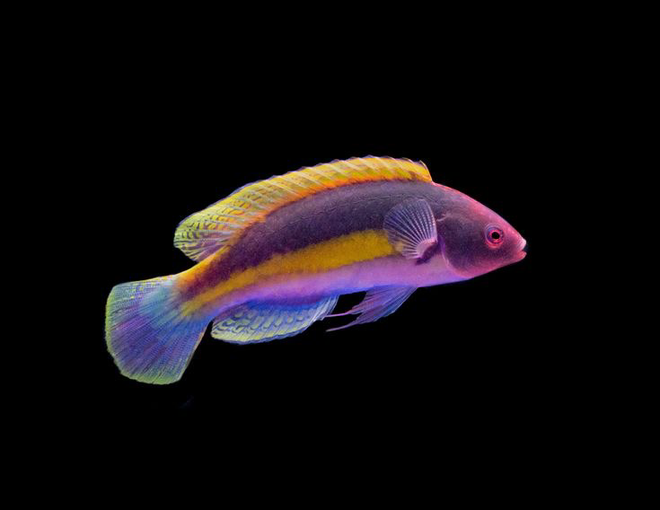 Velvet Wrasse Marshall Island