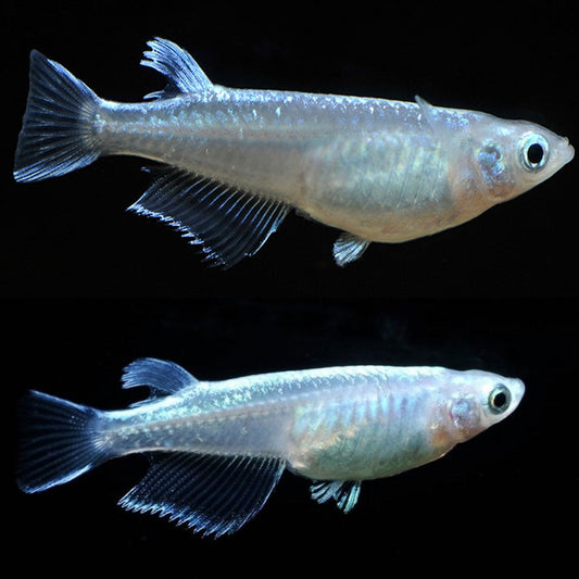 Rice Fish - White Miyuki