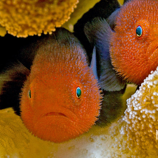 Red Headed Coral Croucher Goby