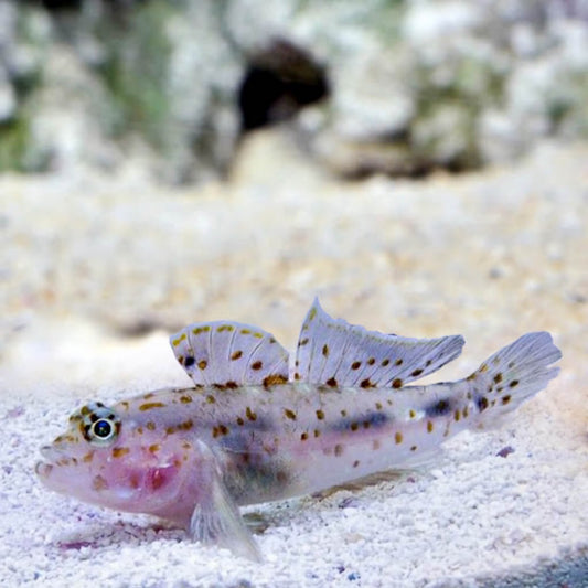 Fusi Goby