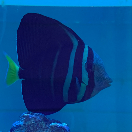 Sailfin Tang