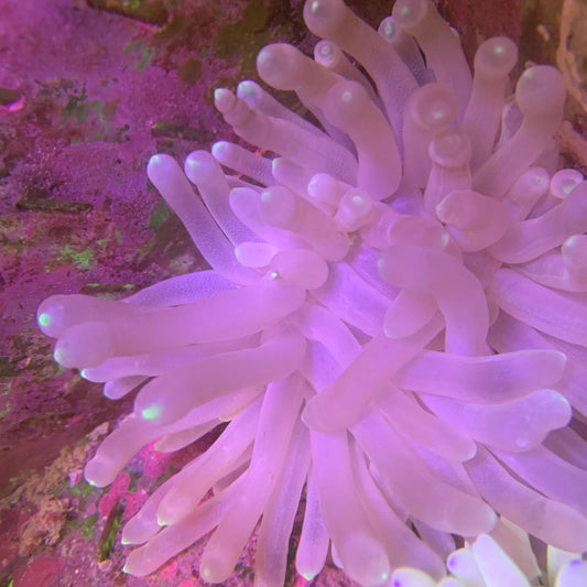 Condylactis Anemone