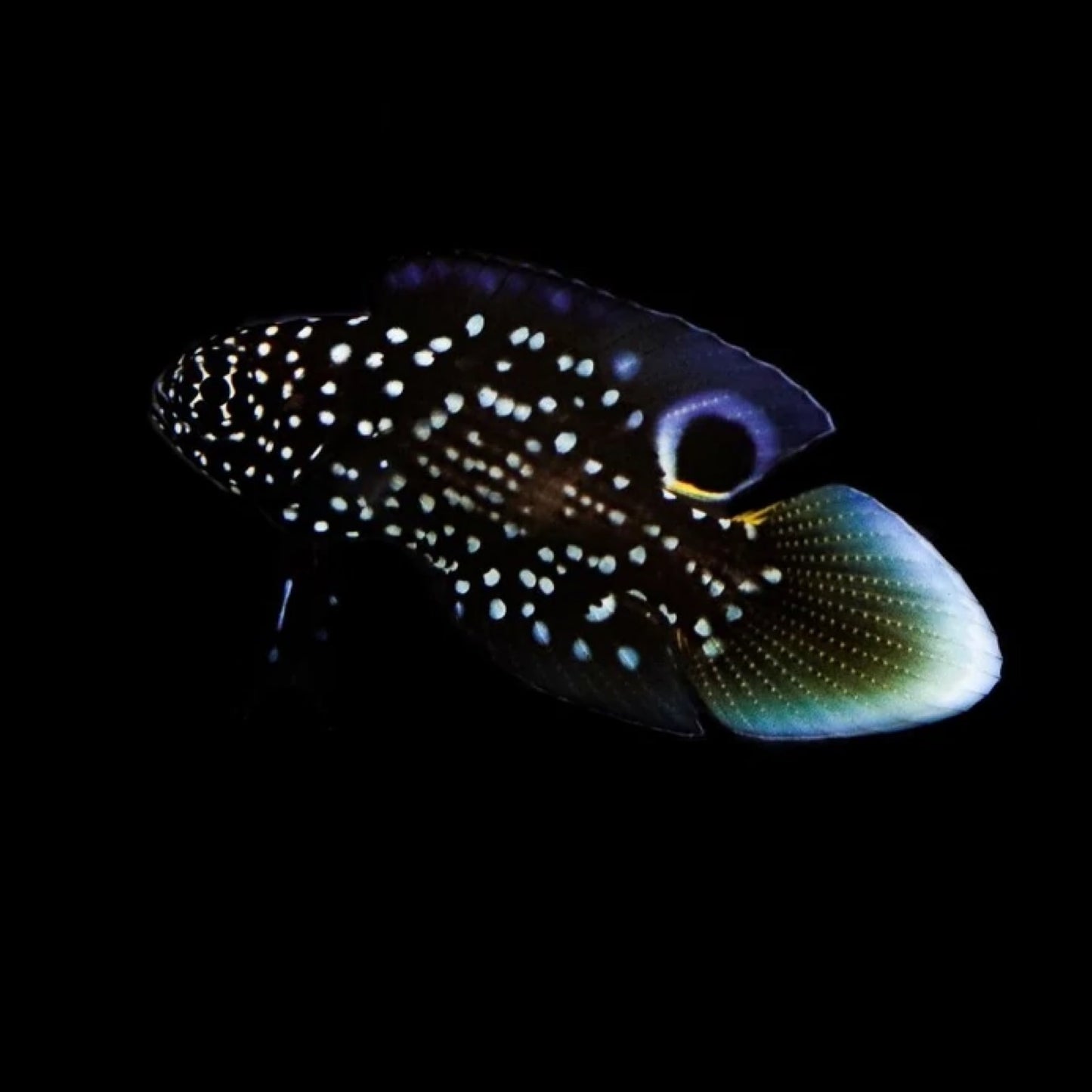 Biota Captive Bred Marine Betta
