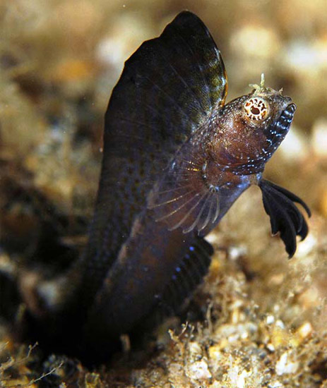 Sailfin Blenny