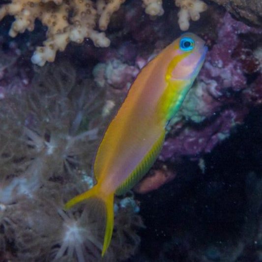 Midas Blenny Sri Lanka