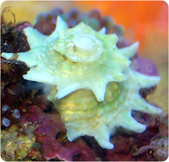 Throwing Star Snails