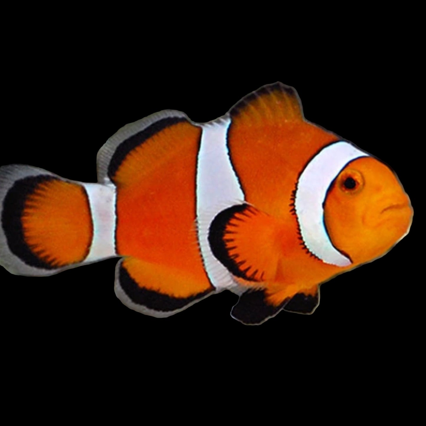 Captive Bred Ocellaris Clownfish Medium
