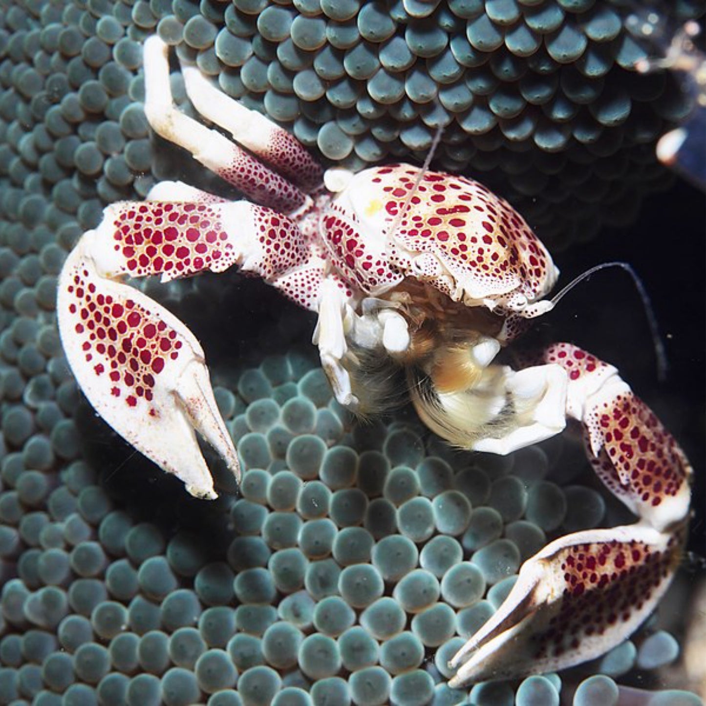 Porcelain Anemone Crab