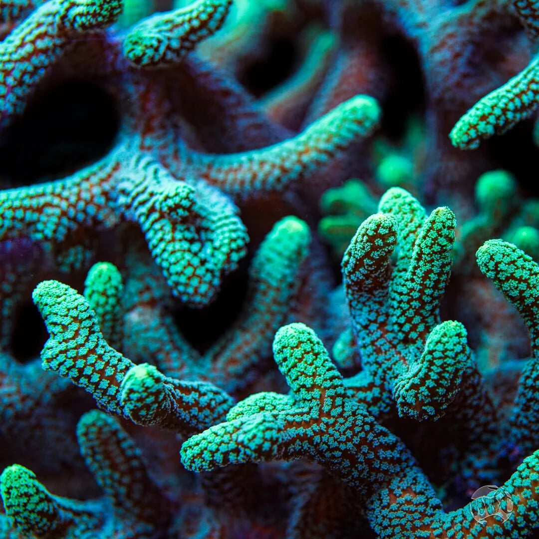 Teal Birds Nest - cut to order 1”-1.5” frags Concrete Blonde Aquatics