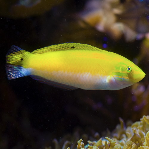 Yellow Coris Wrasse Sri Lanka