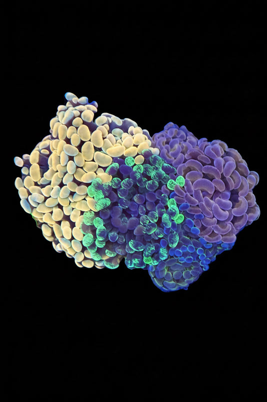 Branching Hammer Coral Garden (WYSIWYG)
