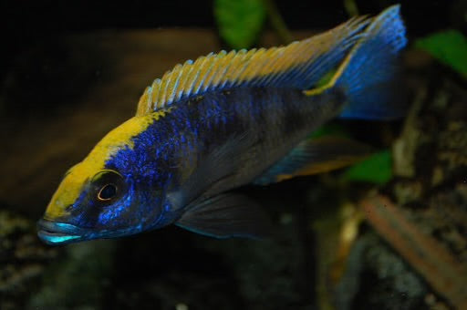 Otopharynx Lithiobates "Zimbabwae Rocks" - Yellow Blaze Lithobates (juvenile)