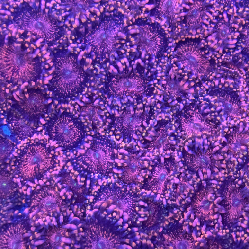 Pink Galaxy Zoanthid