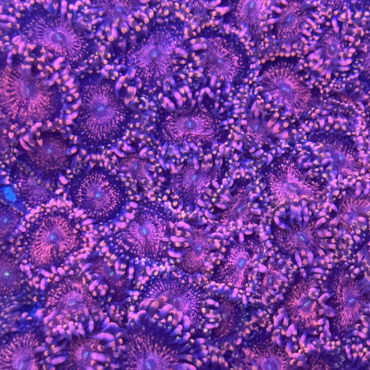 Pink Galaxy Zoanthid