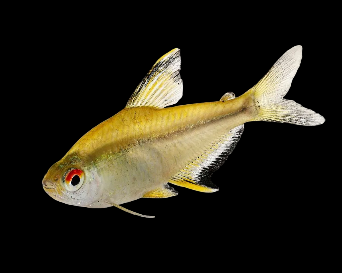 Lemon Tetra-(Hyphessobycron Pulchrinnis)