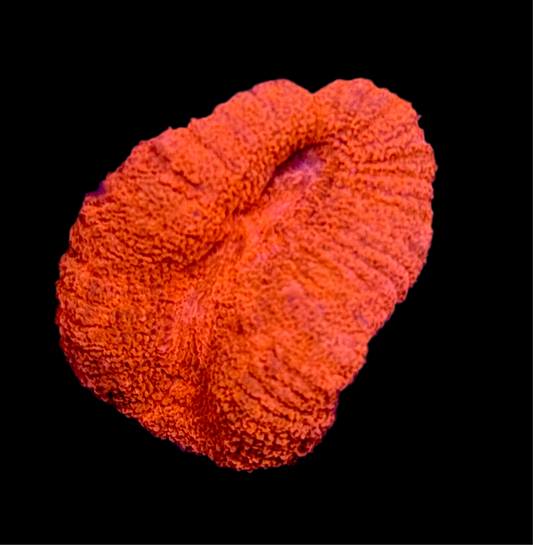 Red Lobophyllia Wysiwyg