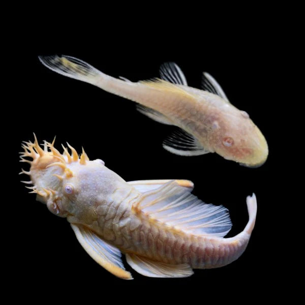 Albino Bushy Nose Pleco