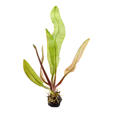 Aponogeton madagascariensis loose bulb Afishionados