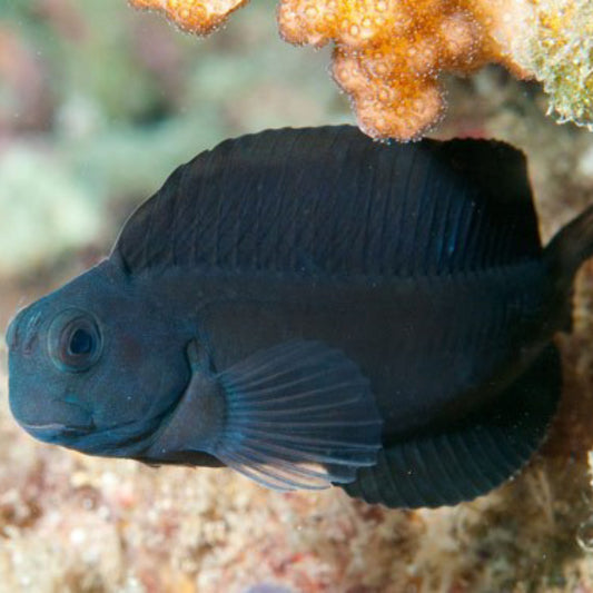 Black Sailfin Blenny