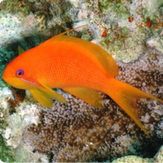 Lyretail Anthias Babae