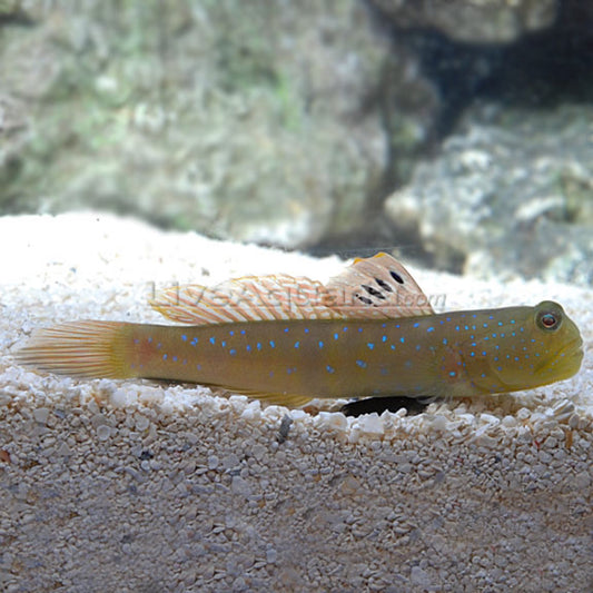 Blue Spotted Watchman Goby