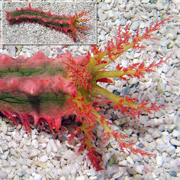 Pink Sea Cucumber