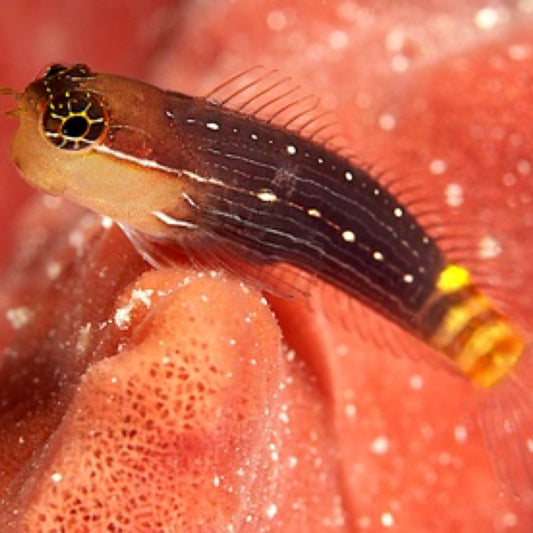 Puting may linyang Comb Tooth Blenny