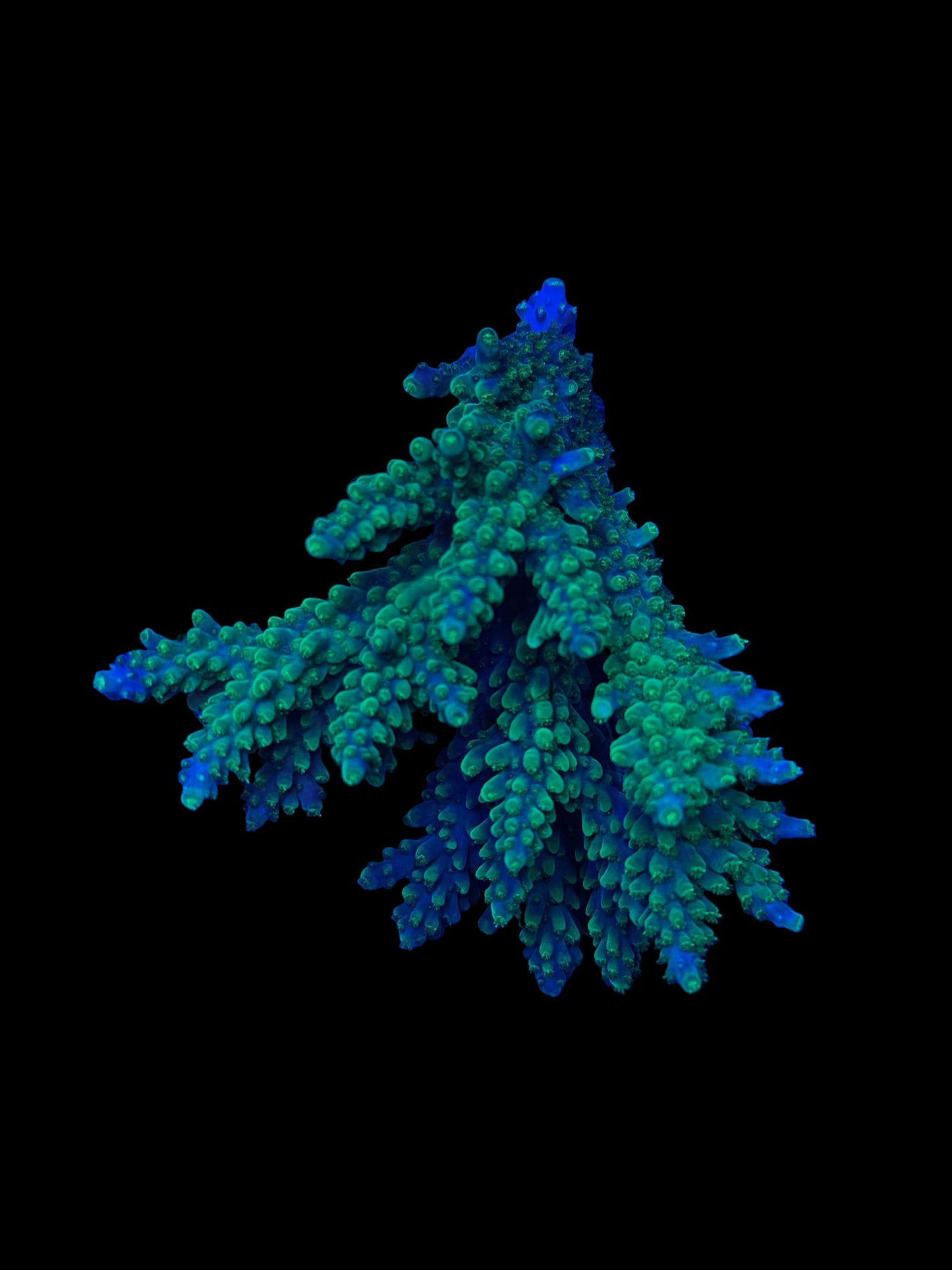 Aussie Acropora Wysiwyg 2