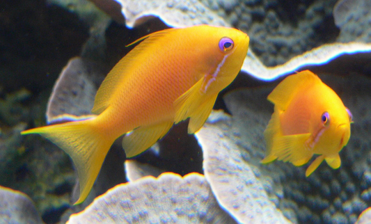 Squareback Anthias