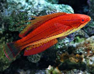 Carpenters Flasher Wrasse