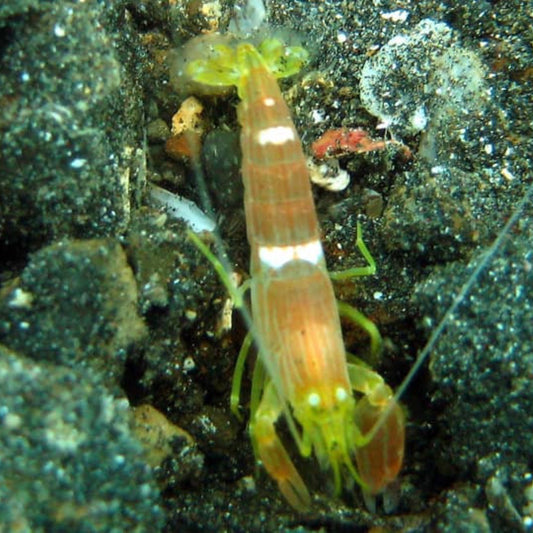 Yellowbar Pistol Shrimp