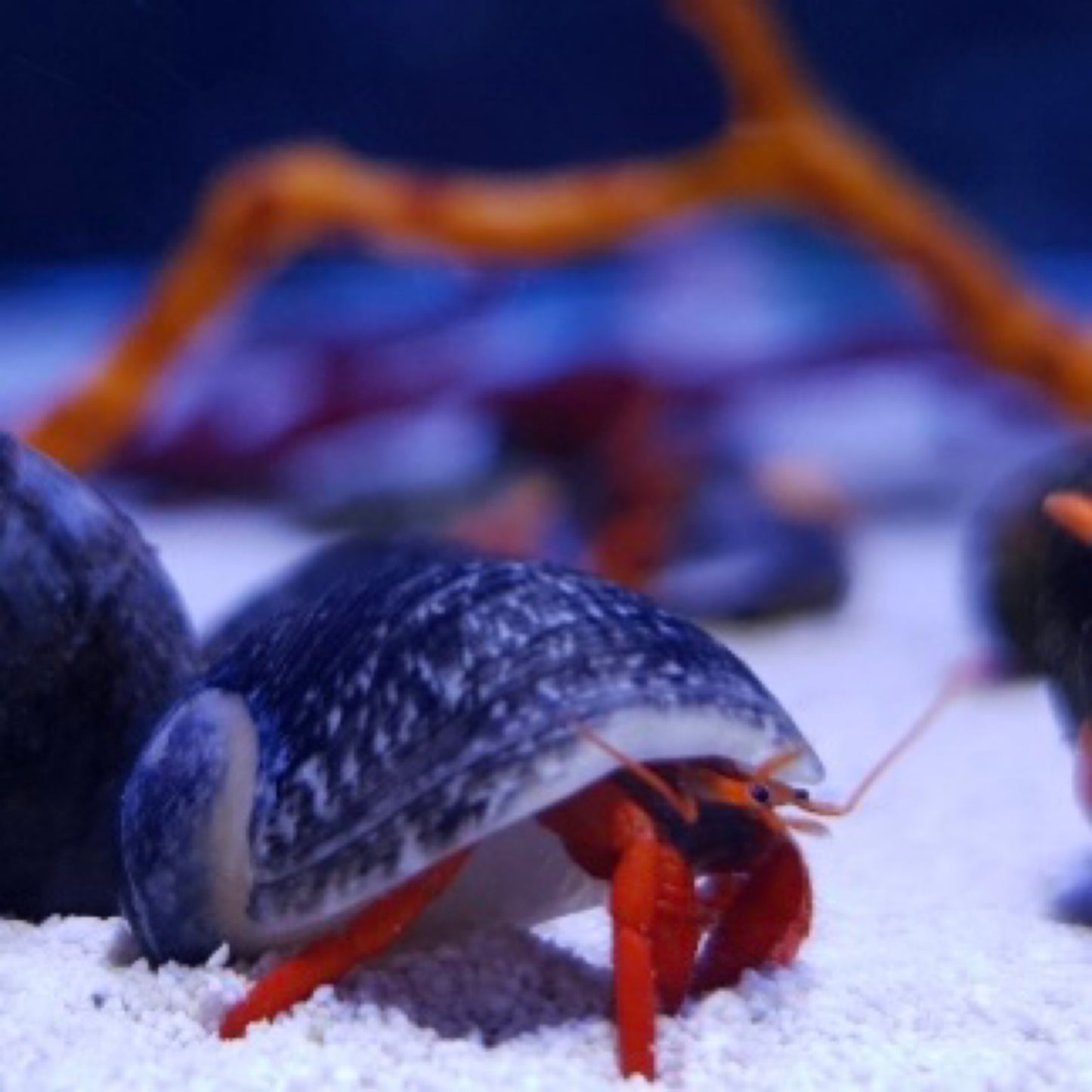 Balis Red Metallic Hermit crab