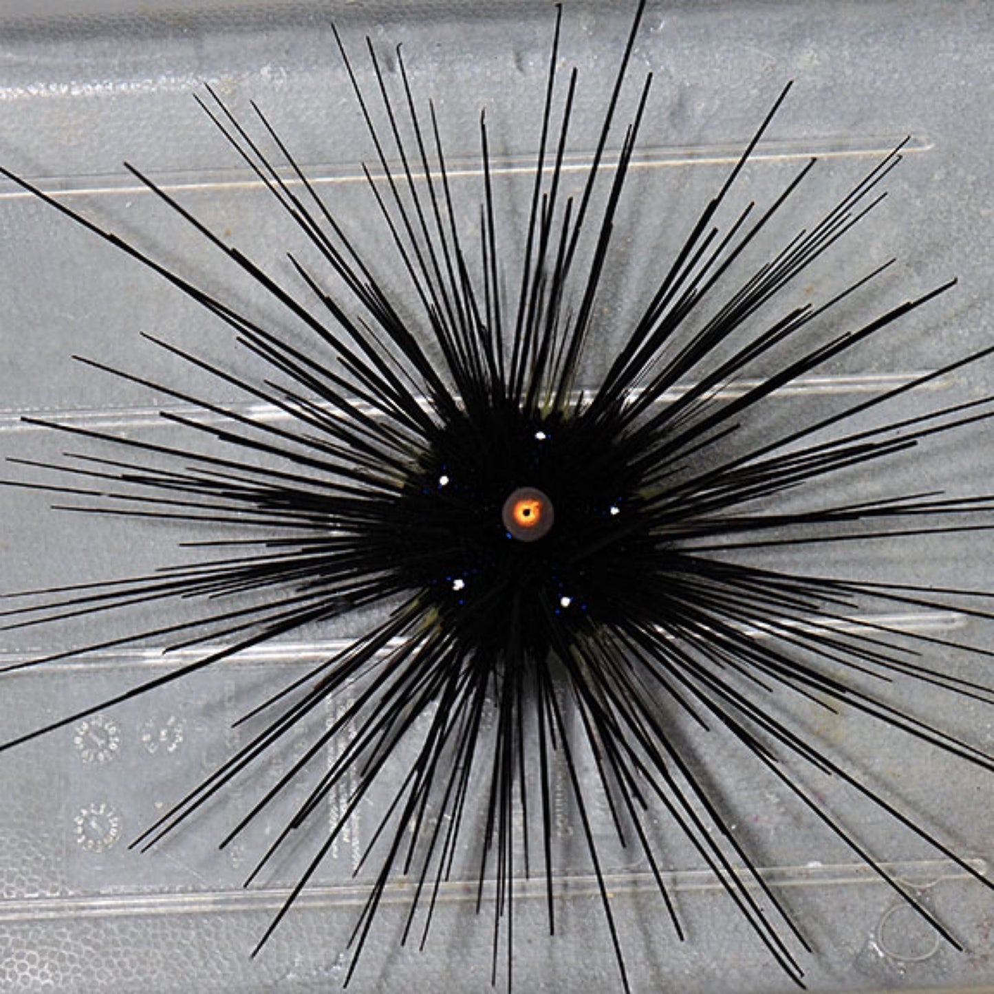 Orange eye Longspine Sea Urchin