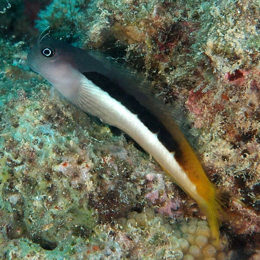 Ecsenius Bi-Colour Blenny