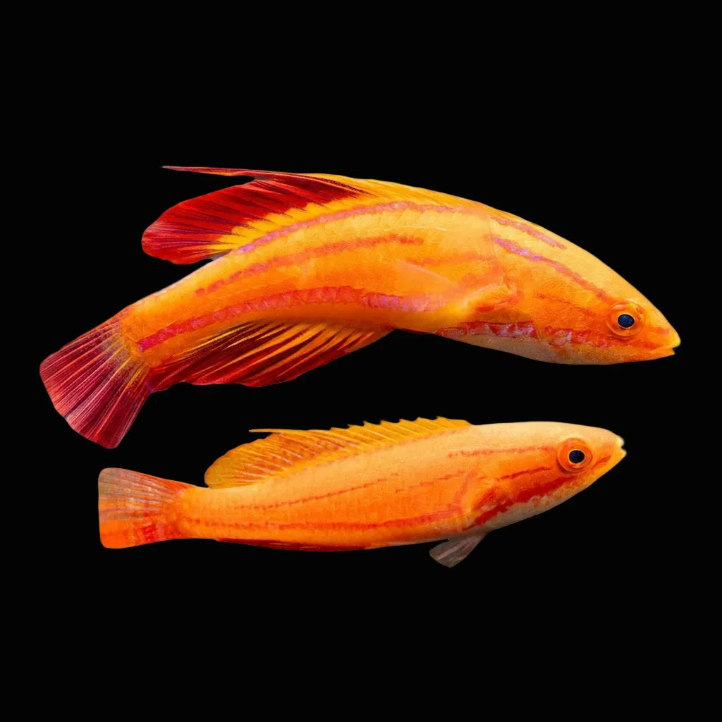 Redtail Flasher wrasse PAIR Concrete Blonde Aquatics
