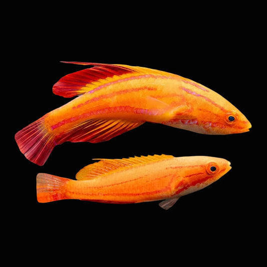 Redtail Flasher wrasse PAIR Concrete Blonde Aquatics