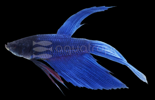 Betta Male Mixed Colours